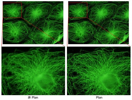 培養細胞（PtK2）の微小管