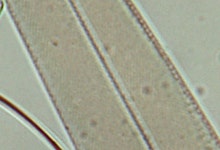 開口絞りの違いによる観察画像比較（珪藻）