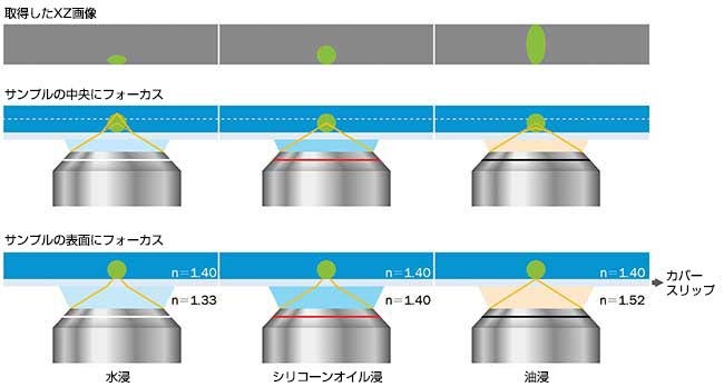 図2： 屈折率の不一致が標本の形状に及ぼす影響