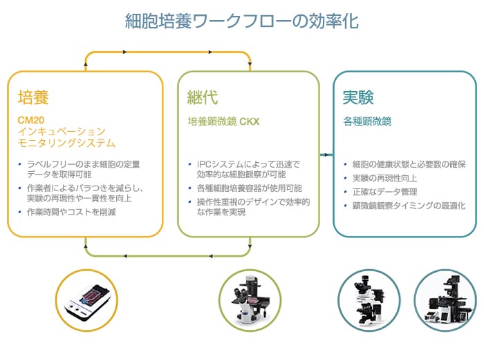 システマティックな細胞培養ワークフローが実験の成功を加速 | Olympus LS