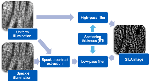 厚いサンプルのホールスライドイメージングにおけるSILA処理のステップ