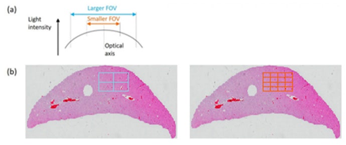 Fields of view used to avoid distortion effects in stitched images.