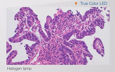 ハロゲンランプ + フィルターとTrue Color LEDとの比較