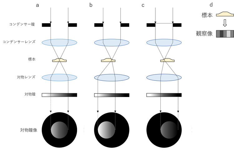 図2．グラディエントコントラスト法の作用原理説明図