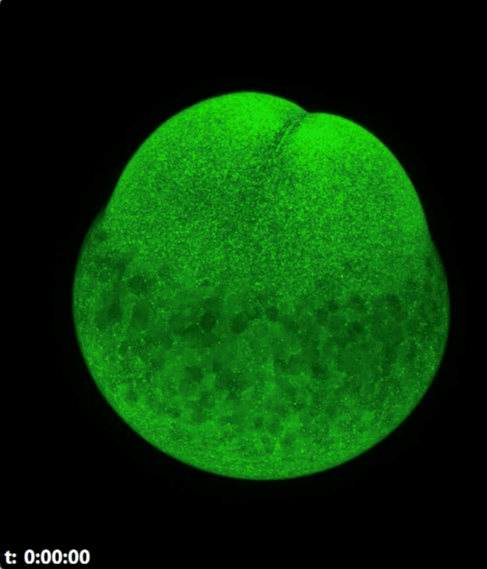 Zebrafish egg development captured over 19 hours. Interval: 5 minutes, 70 Z-layers.