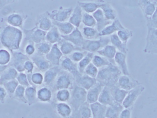 ヴィンテージ顕微鏡 CX43 検査用顕微鏡 | Evident Scientific | Olympus