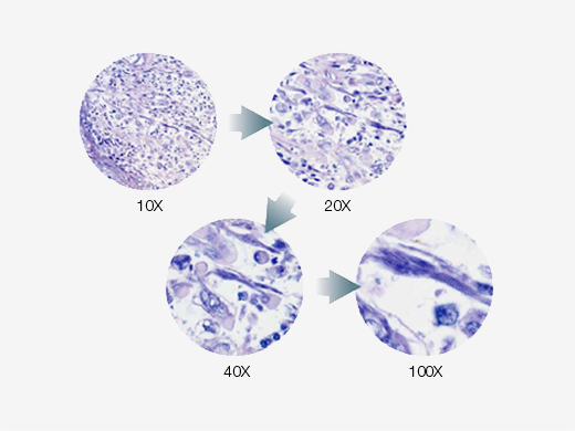 BX43 検査用顕微鏡 | Evident Scientific | Olympus