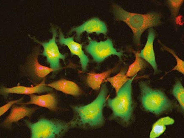 Clear Views with a Wide Range of Fluorescence Dyes