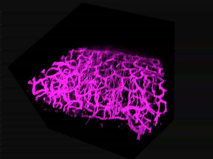 586 µm thick mouse colon.