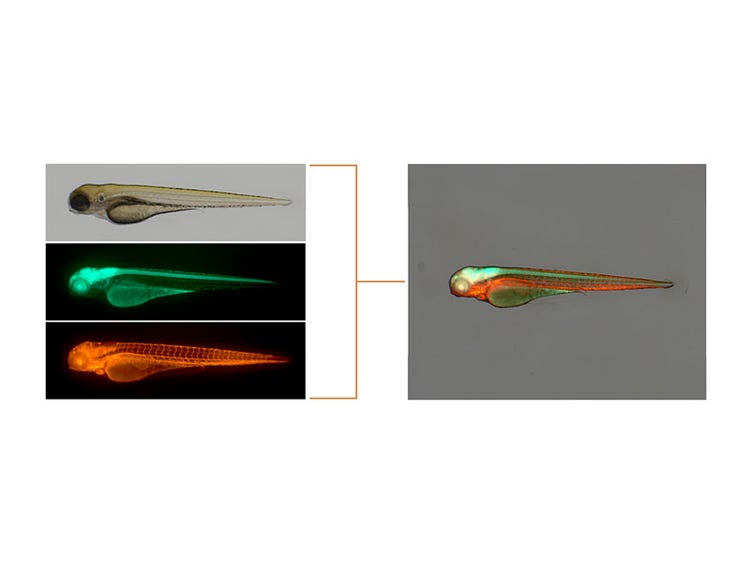 IXplore IX73 Standard 複式顕微鏡システム | Evident Scientific