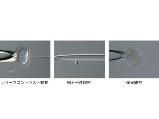 レリーフコントラスト観察／微分干渉観察／偏光観察