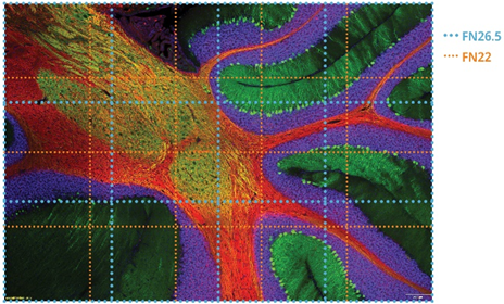 Rat cerebellum. Hoechst (blue), Calbindin (green), MAP2 (orange), MBP (red).