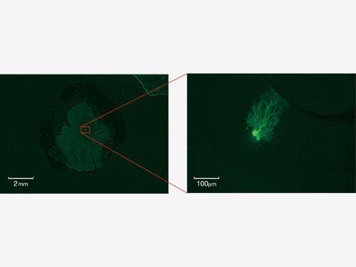 4倍から125倍までシームレスに幅広い範囲の倍率で観察が可能