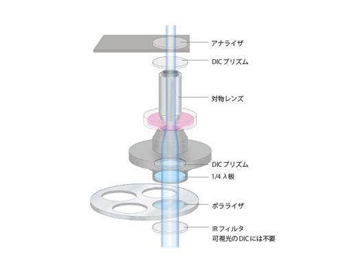 微分干渉観察にはセナルモン方式DICを採用
