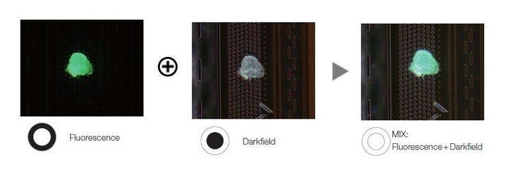 ウエハーサンプル上のフォトレジストの残渣