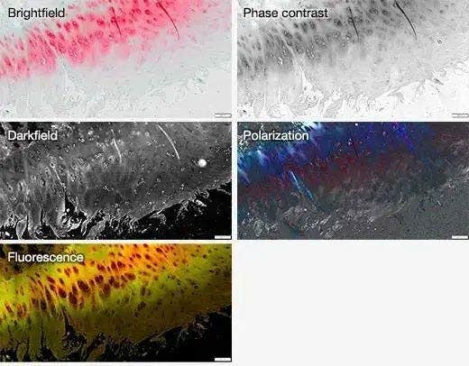 5つの異なる観察法より得られた画像情報を表示