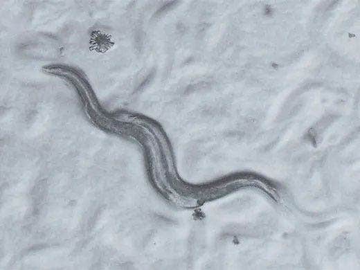 C. elegans 偏斜ハイコントラストカートリッジ（SZX2-COBH）使用