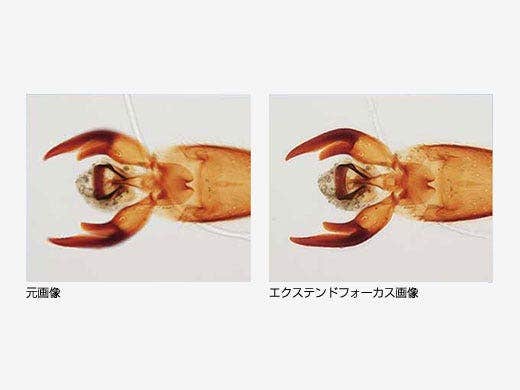 cellSens エクステンドフォーカス