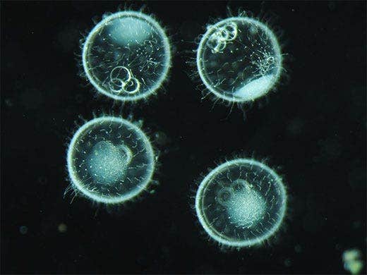 メダカ 暗視野カートリッジ（SZX2-CDF）使用