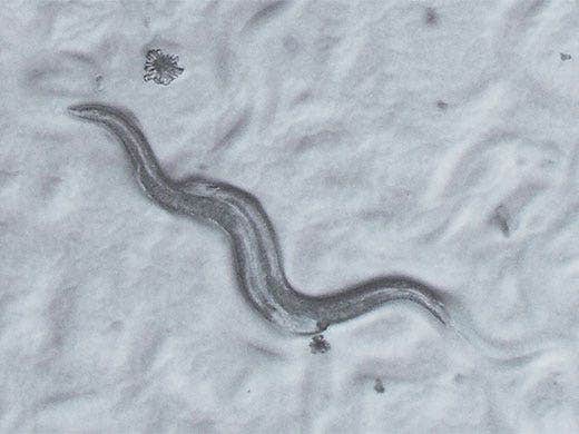 C. elegans 偏斜ハイコントラストカートリッジ（SZX2-COBH）使用