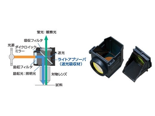 BX53 半電動式蛍光顕微鏡 | Evident Scientific | Olympus