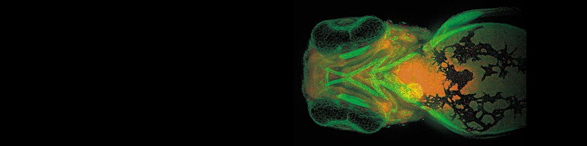 発生生物学 | オリンパス ライフサイエンス