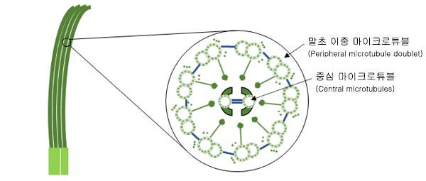 그림 1.섬모 구조의 도식도.