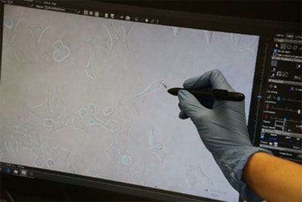 그림 3: MMI CellCut의 인터랙티브 펜 스크린을 사용하여 선별되고 있는 HeLa 세포*.