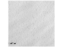 220회 사이클 부하 이후 크롬 접착 레이어가 적용된 구리