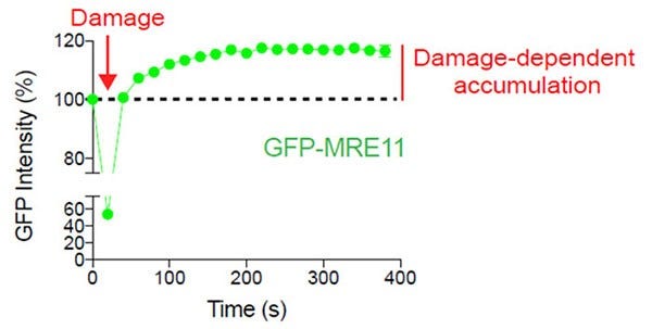 Figure 2: Damage-dependent accumulation of MRE11 at the DNA break site