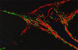 그림 3: 샘플 이미지*
