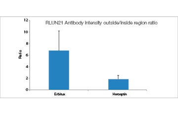 영역 비율 외부/내부 RLUN21 항체 강도