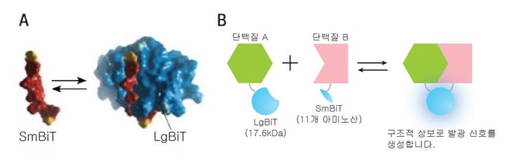 그림 1.NanoBiT® 단백질-단백질 상호작용 시스템의 개요.이미지 제공: Promega