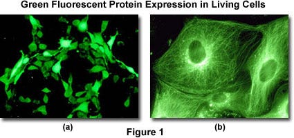 Confocal Microscopy - Green Fluorescent Protein | 올림푸스 생명과학