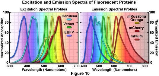 Confocal Microscopy - The Fluorescent Protein Color Palette | 올림푸스 생명과학