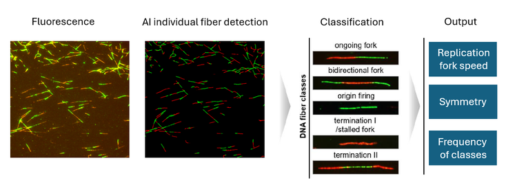 Steps in the automated imaging analysis of DNA fibers using the scanR high-content screening system.