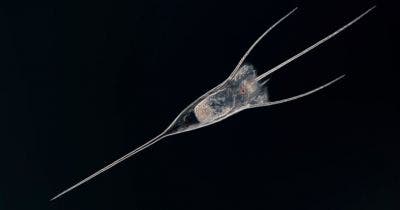 현미경으로 본 담륜충(rotifer)