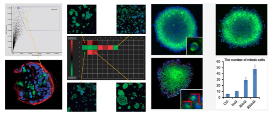 세포 스페로이드 내 유사분열 세포에 대한 정량 분석