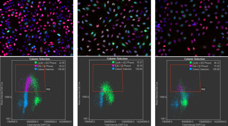 Comparison of cell populations using the scanR high-content screening platform.