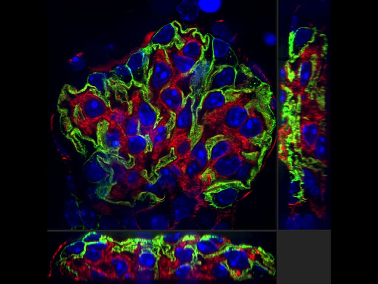 Mouse kidney tissue stained with Alexa Fluor 488