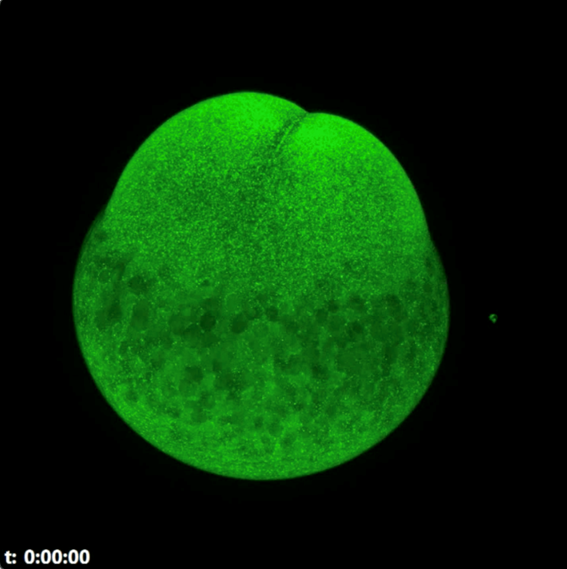 Zebrafish egg development captured over 19 hours. Interval: 5 minutes, 70 Z-layers.