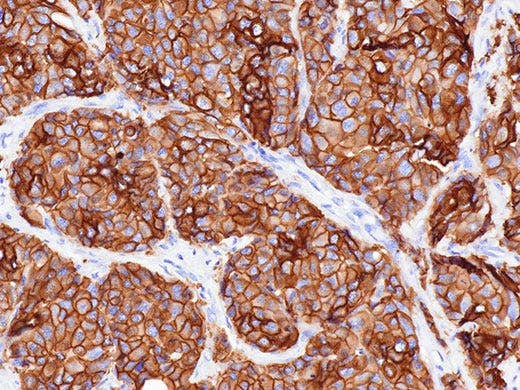 Accurate Color Rendering