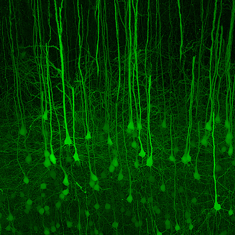 Stitched mouse brain slice cleared with SeeDB2.
