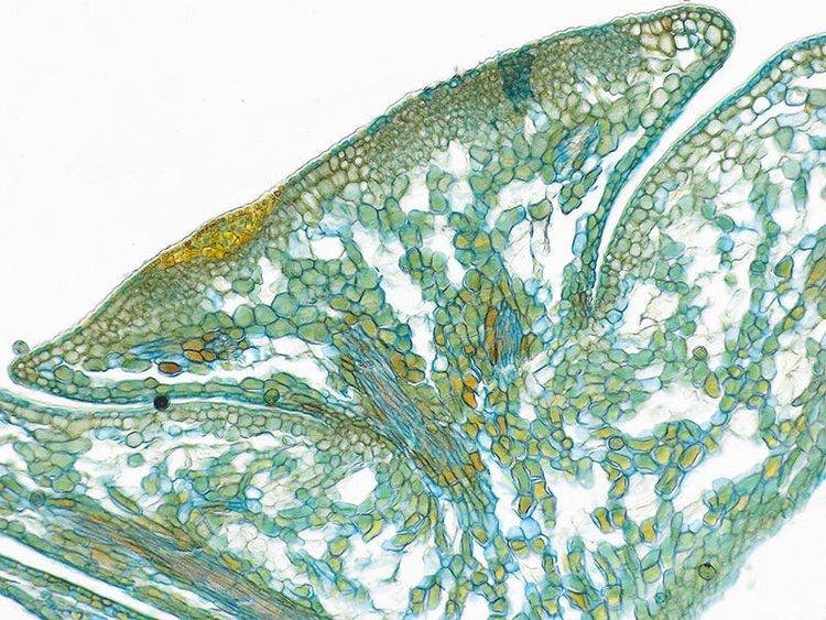 Specimen: Hazelnut; Microscope: CX23, Objective: Plan Achromat 10x (NA 0.25), TV-Adaptor: U-TV0.5XC-3, Illumination: Brightfield (LED), Exposure time: 3.6 ms