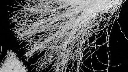 오른쪽: SZX2-CDF 암시야 카트리지를 사용하여 투과광으로 촬영한 파이버.