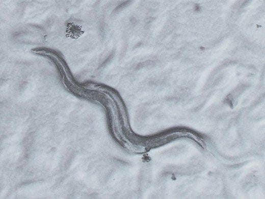 C. elegans / Oblique high-contrast cartridge（SZX2-COBH）, 画像