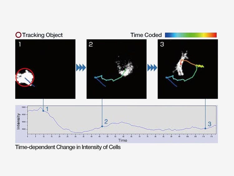 Monitor Cell Migration and Growth