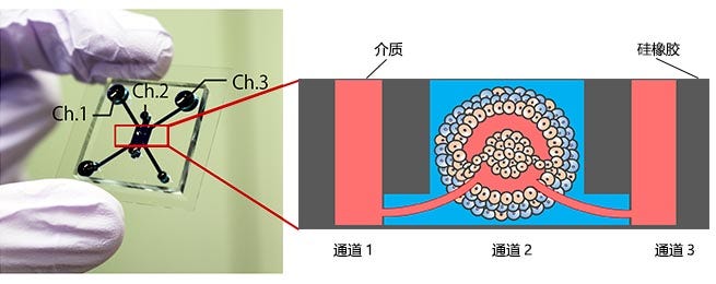 图1.微流控设备和肿瘤模型。