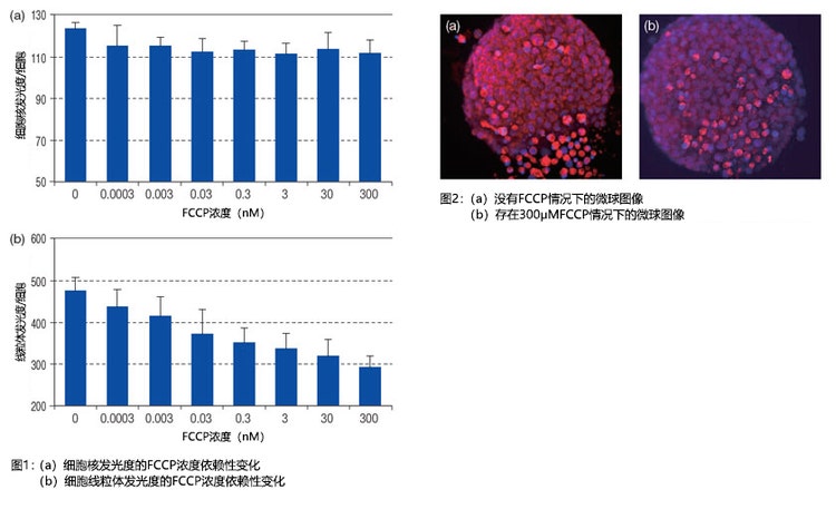 图1：（a）细胞核发光度的FCCP浓度依赖性变化 （b）细胞线粒体发光度的FCCP浓度依赖性变化 图2：（a）没有FCCP情况下的微球图像 （b）存在300μMFCCP情况下的微球图像