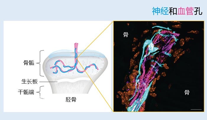 图2：神经和血管孔